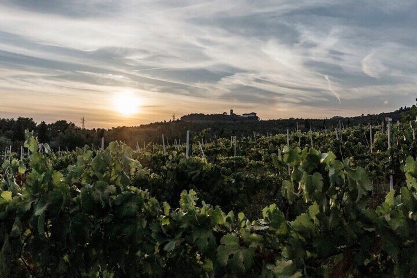 E-bike tour with tasting in the hills of Lucca