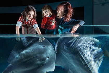 カトリカ水族館入館券