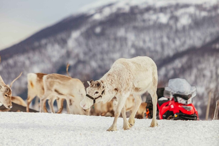 Picture 4 for Activity Tromsø: Reindeer Sledding & Feeding with a Sami Guide