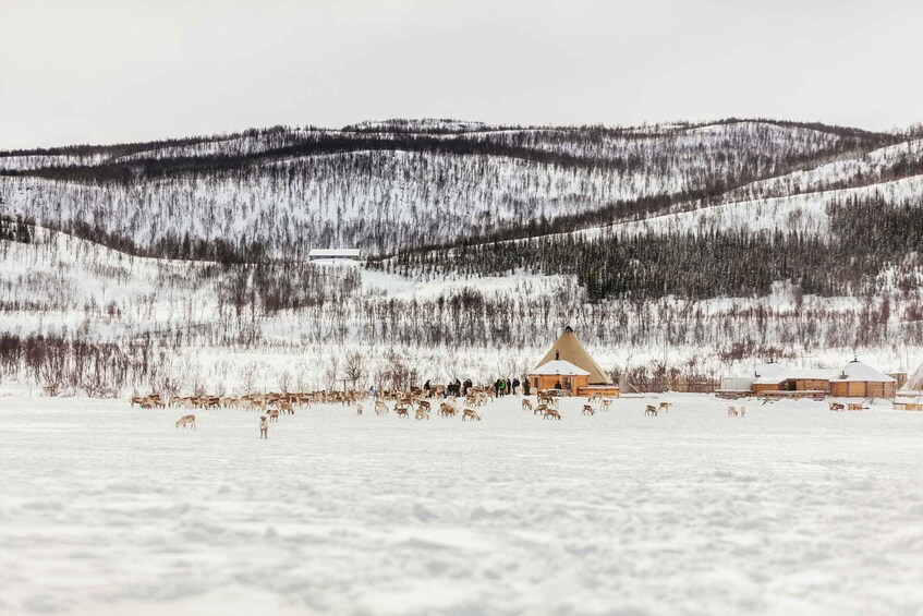 Picture 19 for Activity Tromsø: Reindeer Sledding & Feeding with a Sami Guide