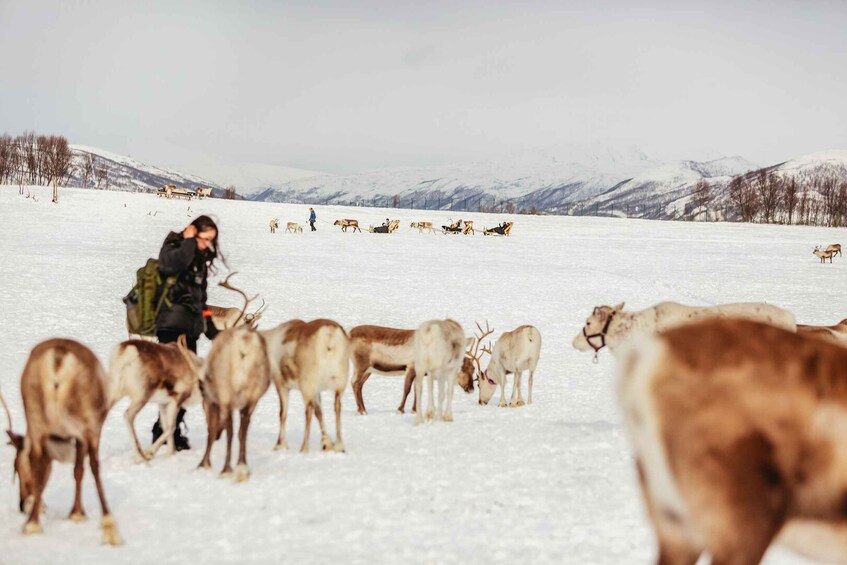 Picture 22 for Activity Tromsø: Reindeer Sledding & Feeding with a Sami Guide