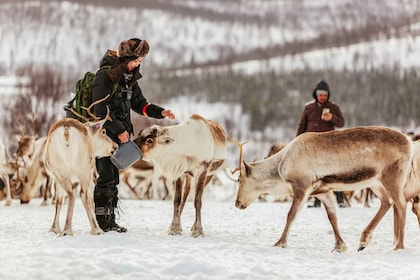 Tromsø : Luge de rennes et alimentation avec un guide sami