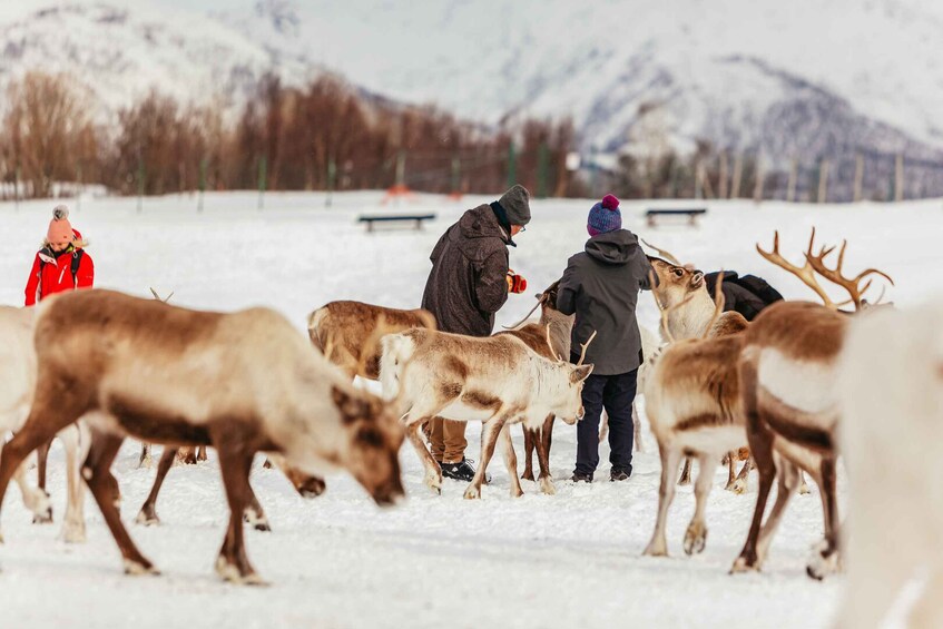 Picture 14 for Activity Tromsø: Reindeer Sledding & Feeding with a Sami Guide