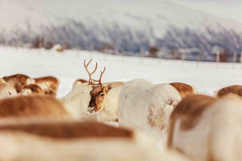 Picture 8 for Activity Tromsø: Reindeer Sledding & Feeding with a Sami Guide