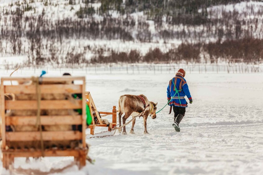 Picture 18 for Activity Tromsø: Reindeer Sledding & Feeding with a Sami Guide