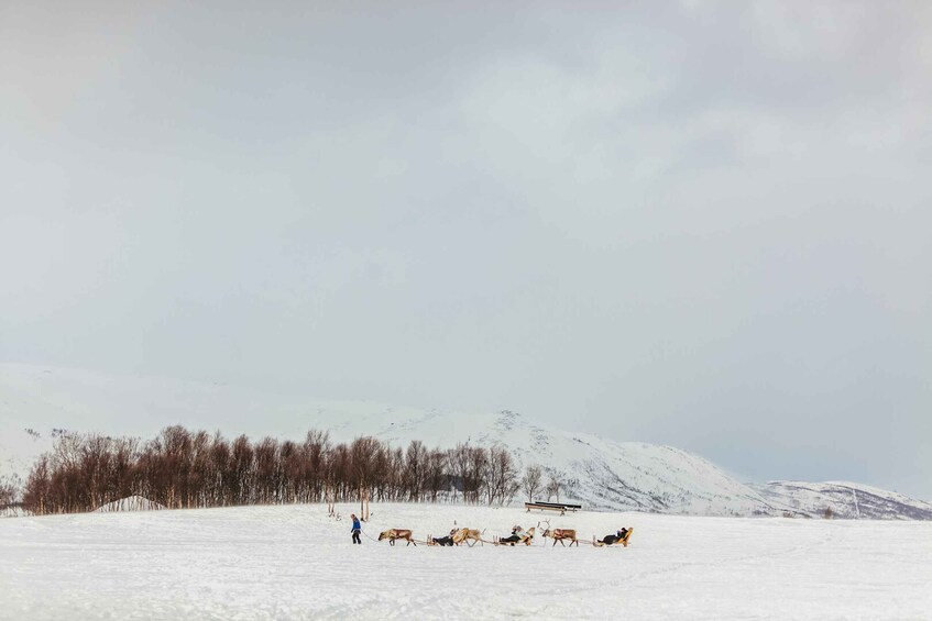 Picture 16 for Activity Tromsø: Reindeer Sledding & Feeding with a Sami Guide