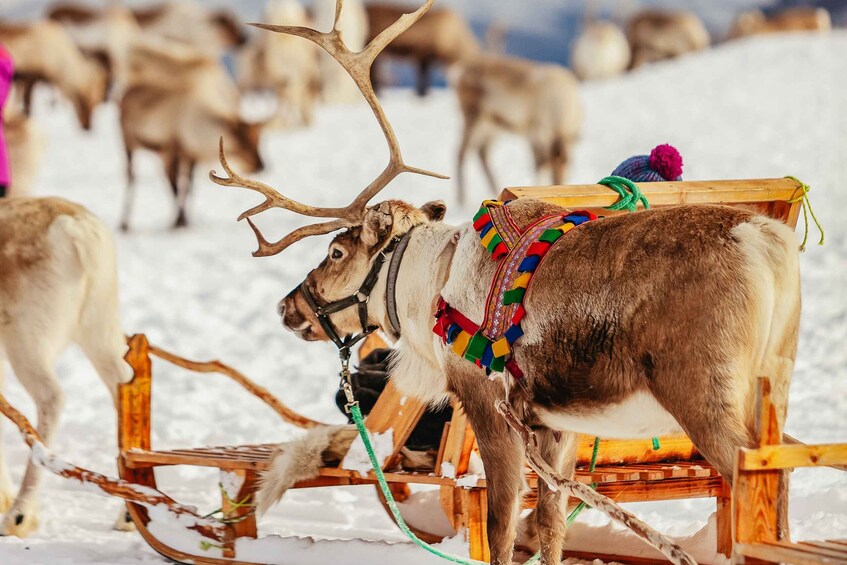 Picture 1 for Activity Tromsø: Reindeer Sledding & Feeding with a Sami Guide