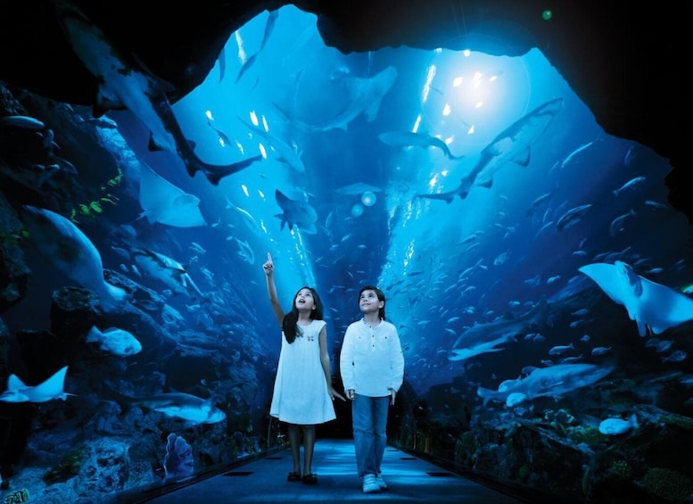 Picture 3 for Activity Dubai Aquarium, Underwater Zoo & Penguin Cove Experience