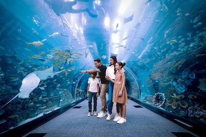 Dubai: Penguin Cove: Aquarium and Underwater Zoo Ticket and Penguin Cove (P...