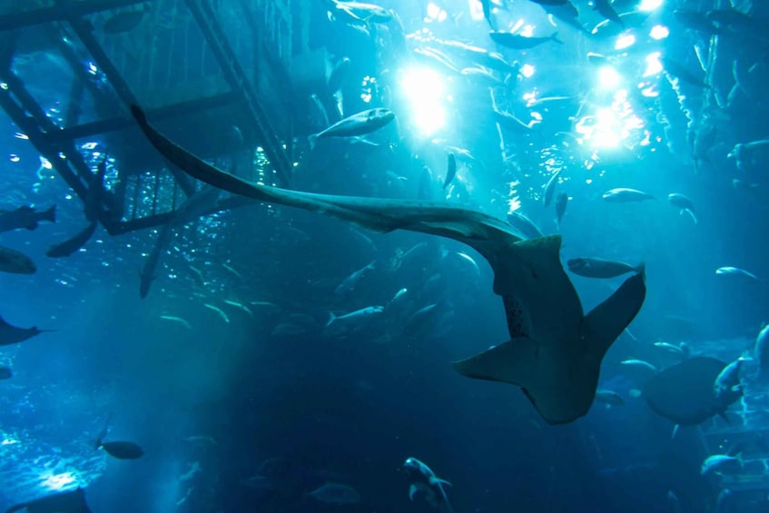 Picture 9 for Activity Dubai Aquarium, Underwater Zoo & Penguin Cove Experience