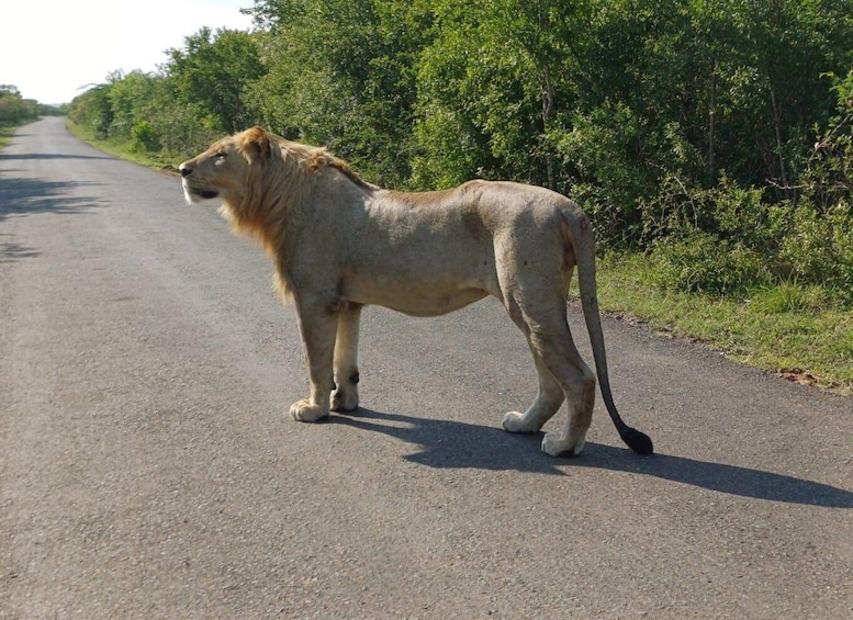 Picture 26 for Activity Hluhluwe-Imfolozi: Big 5 Full or Half-Day Safari