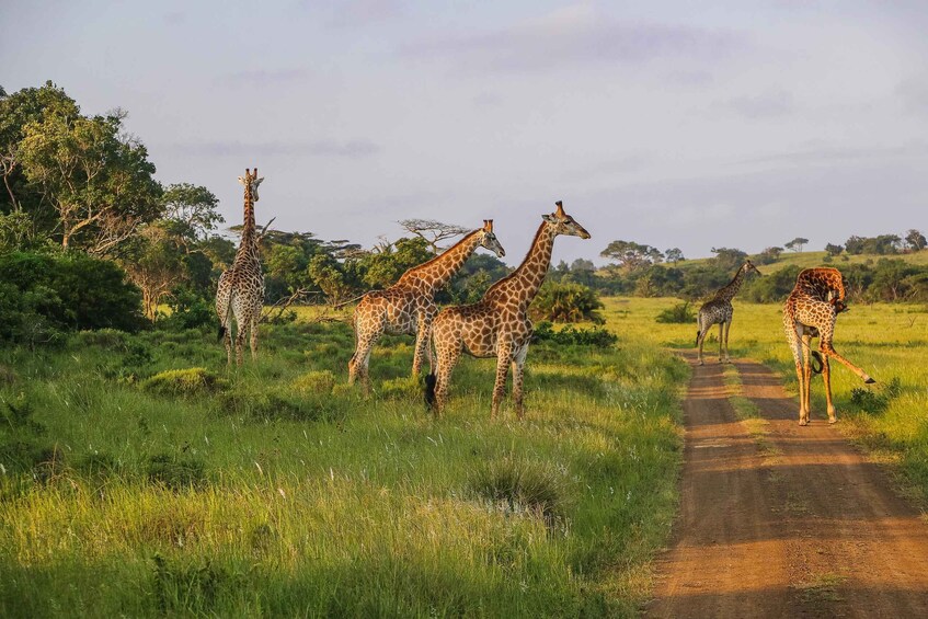 Picture 7 for Activity Hluhluwe-Imfolozi: Big 5 Full or Half-Day Safari