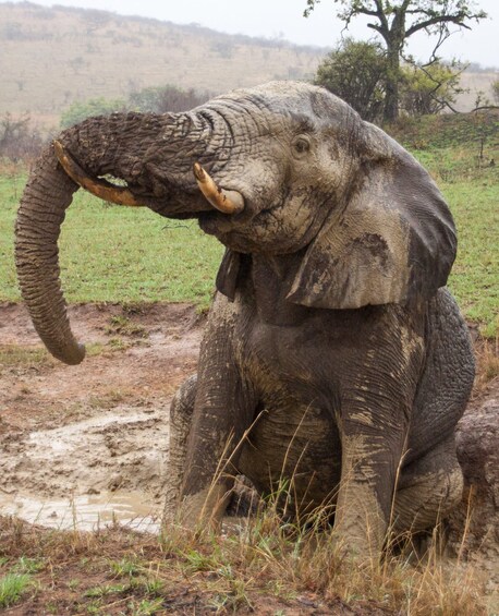 Picture 18 for Activity Hluhluwe-Imfolozi: Big 5 Full or Half-Day Safari
