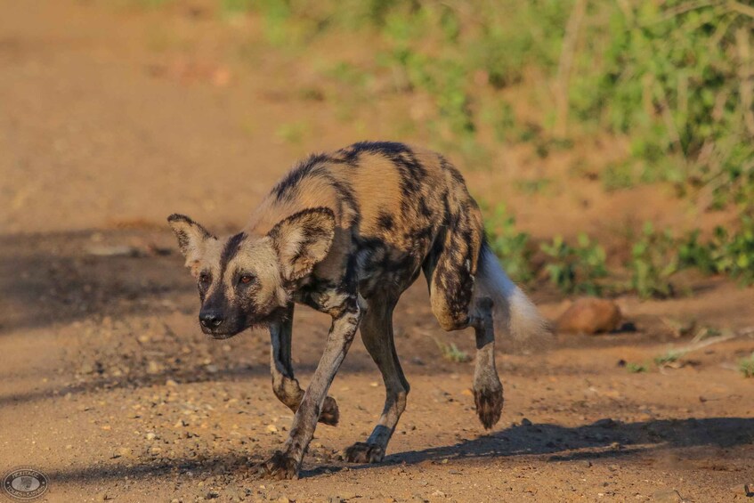 Picture 33 for Activity Hluhluwe-Imfolozi: Big 5 Full or Half-Day Safari