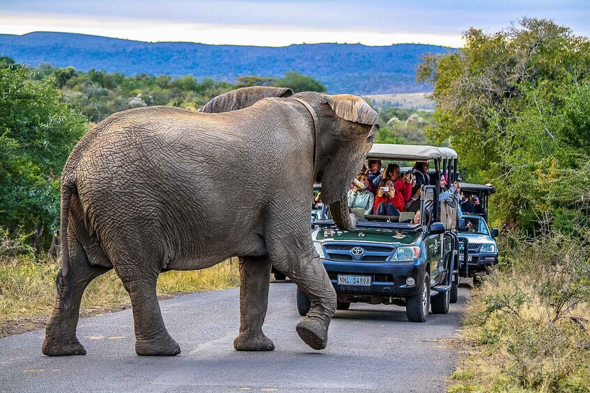 Hluhluwe-Imfolozi: Big 5 Full or Half-Day Safari