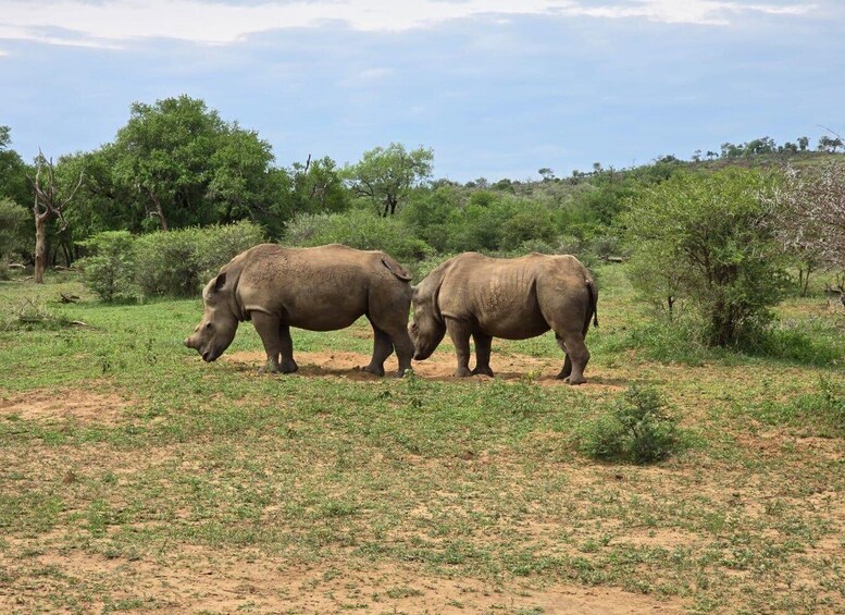 Picture 29 for Activity Hluhluwe-Imfolozi: Big 5 Full or Half-Day Safari