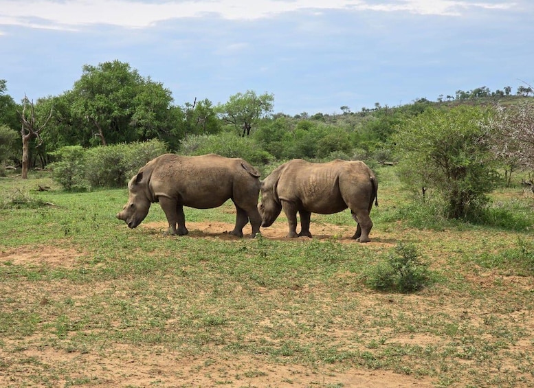 Picture 29 for Activity Hluhluwe-Imfolozi: Big 5 Full or Half-Day Safari