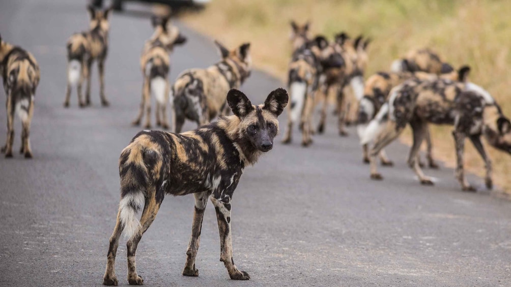 Picture 6 for Activity Hluhluwe-Imfolozi: Big 5 Full or Half-Day Safari