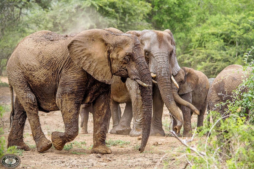 Picture 3 for Activity Hluhluwe-Imfolozi: Big 5 Full or Half-Day Safari