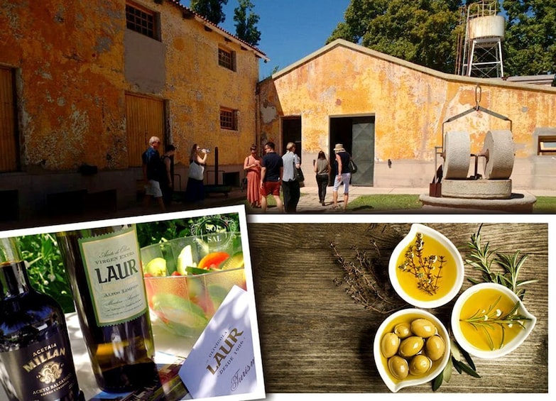 Mendoza: Full day Winery tour: Wine and Olive 