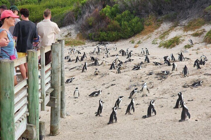 Cape Agulhas, Hermanus Whale Watching, Penguins and Wine Tasting 