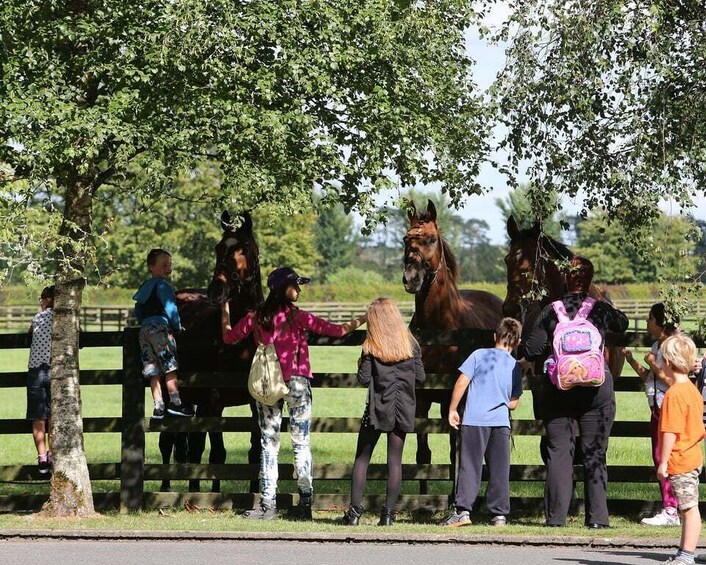 Picture 5 for Activity Kildare: Irish National Stud & Gardens