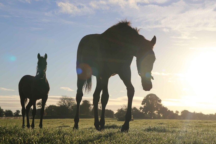 Picture 1 for Activity Kildare: Irish National Stud & Gardens