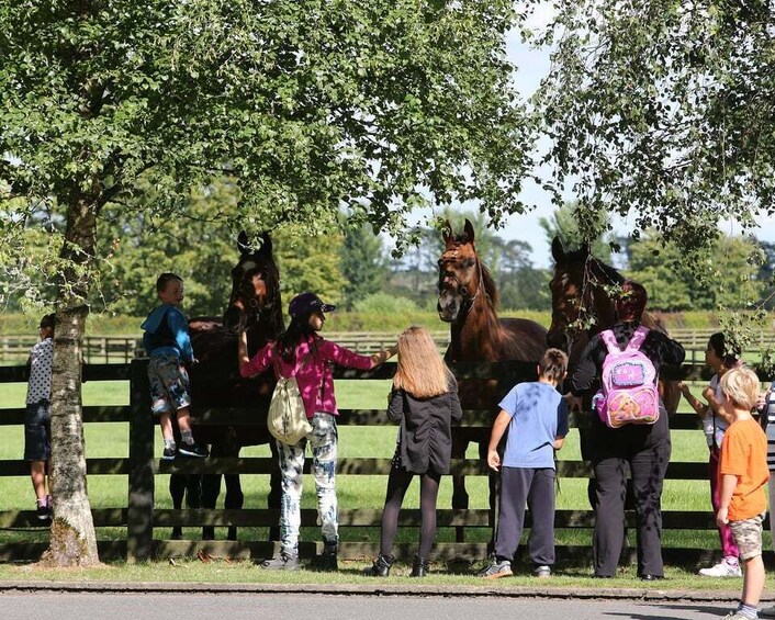 Picture 5 for Activity Kildare: Irish National Stud & Gardens