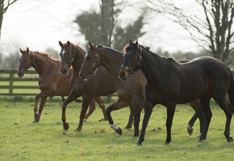 Picture 6 for Activity Kildare: Irish National Stud & Gardens