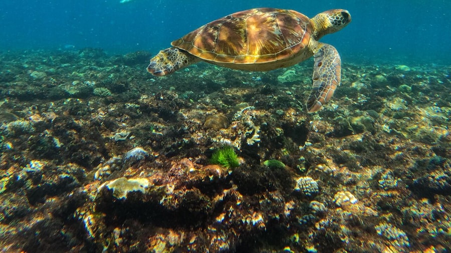 Bali : Lembongan Island Explore