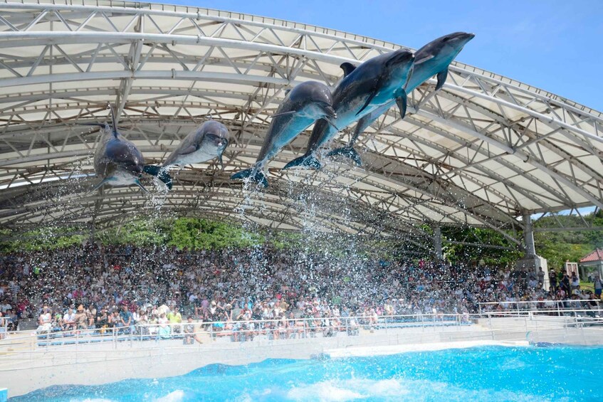 Picture 4 for Activity Okinawa: Bus Tour to Churaumi Aquarium with Sightseeing