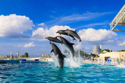 沖繩：巴士遊覽前往美麗海水族觀光