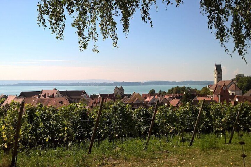 Vineyard above Meersburg