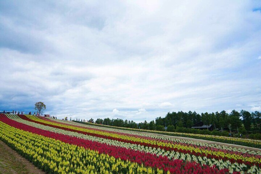 Hokkaido Biei, Green Pond & Furano Flower Sea | One Day Tour