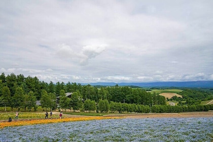 Full Day Tour Hokkaido Biei Green Pond and Furano Flower Sea