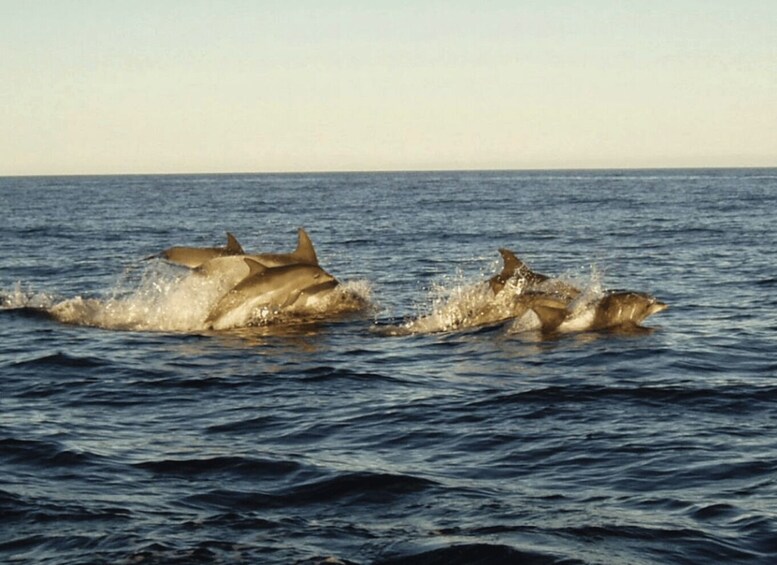 Picture 2 for Activity Plettenberg Bay: Whale Watching Boat Cruise