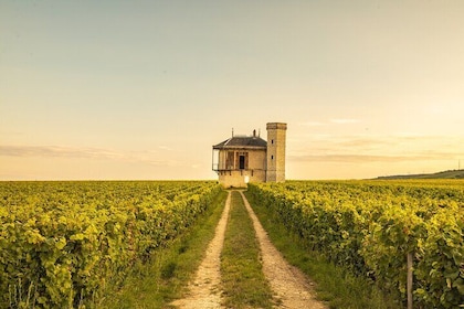 Private wine tour in Côte de Nuits and Côte de Beaune