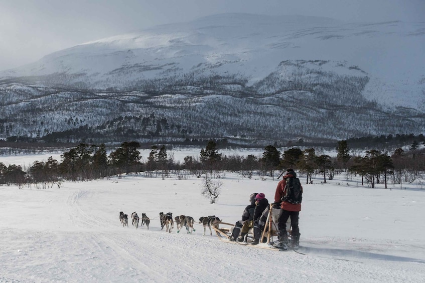 Picture 2 for Activity From Abisko: Dog Sledding Excursion to Kiruna with Fika