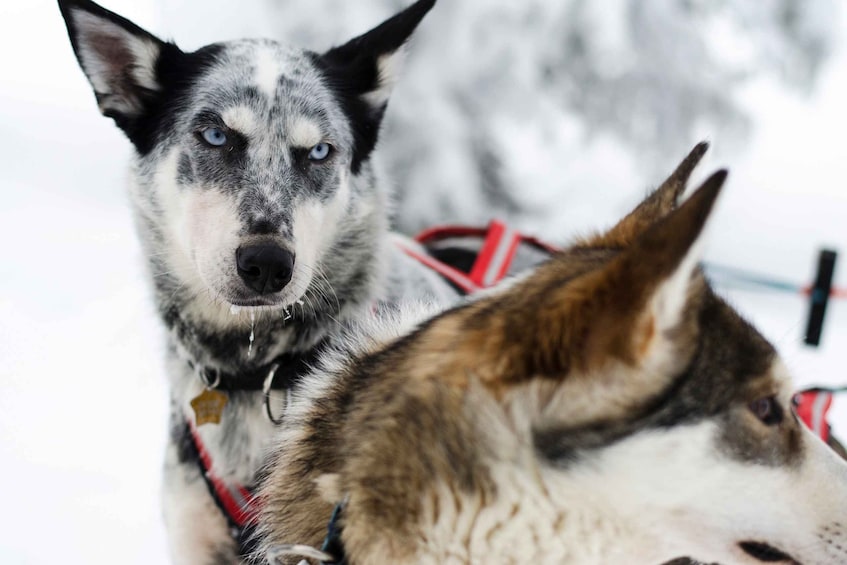 Picture 4 for Activity From Abisko: Dog Sledding Excursion to Kiruna with Fika