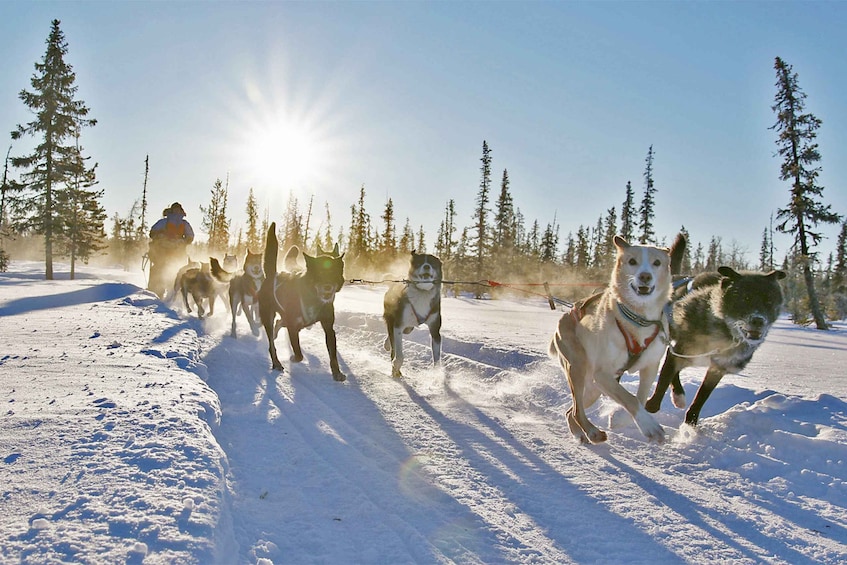 Picture 3 for Activity From Abisko: Dog Sledding Excursion to Kiruna with Fika