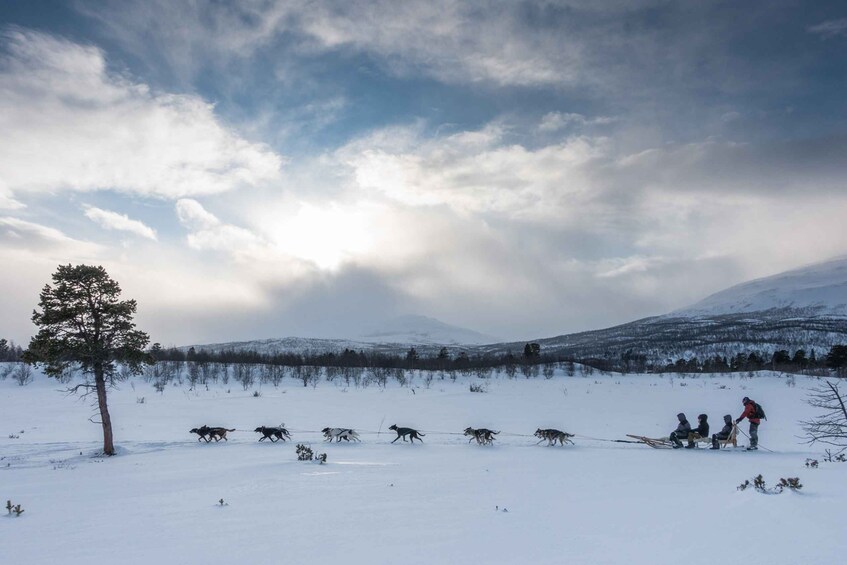 From Abisko: Dog Sledding Excursion to Kiruna with Fika