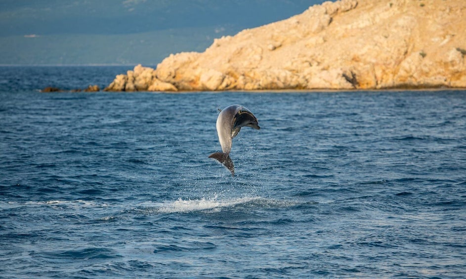 Picture 2 for Activity Krk: Golden Beach and Plavnik Cave Cruise with Welcome Drink