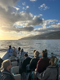 Funchal: Sunset over water by RIB boat +opt Dolphin/Whale