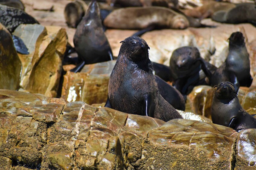 Picture 4 for Activity Plettenberg Bay: Seal Colony Viewing Excursion