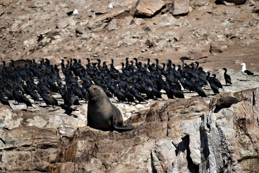 Picture 1 for Activity Plettenberg Bay: Seal Colony Viewing Excursion