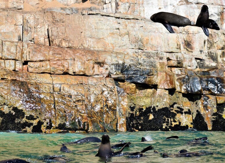 Picture 5 for Activity Plettenberg Bay: Seal Colony Viewing Excursion