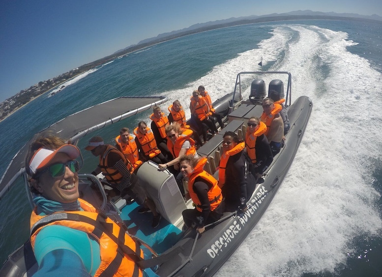 Picture 6 for Activity Plettenberg Bay: Seal Colony Viewing Excursion