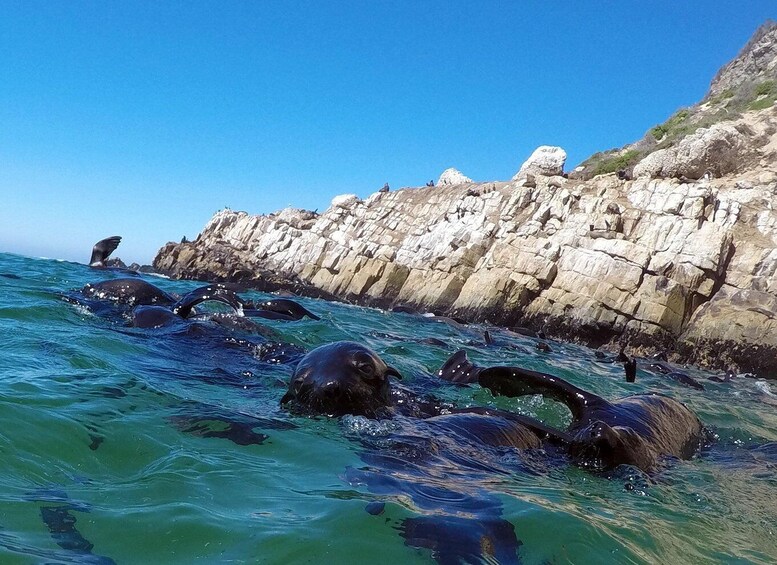 Picture 3 for Activity Plettenberg Bay: Seal Colony Viewing Excursion