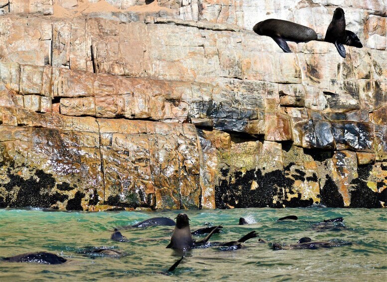 Picture 5 for Activity Plettenberg Bay: Seal Colony Viewing Excursion