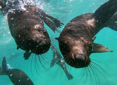 Plettenberg Bay: Plettenberg Bay: Seal Colony Viewing Excursion